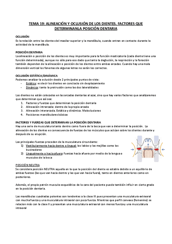 Miniatura del documento TEMA-19-Alineacion-y-oclusion-de-los-dientes.pdf