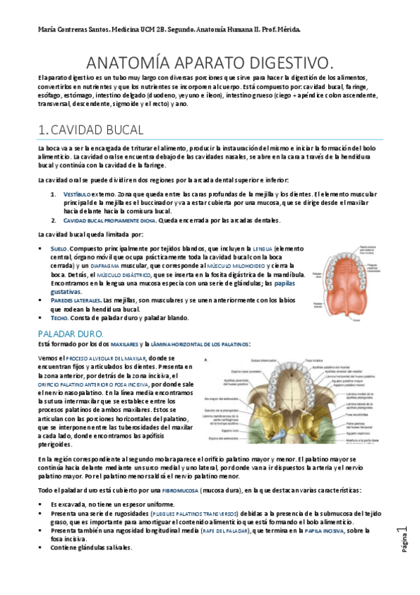 Miniatura del documento Anato Digestivo..docx.pdf