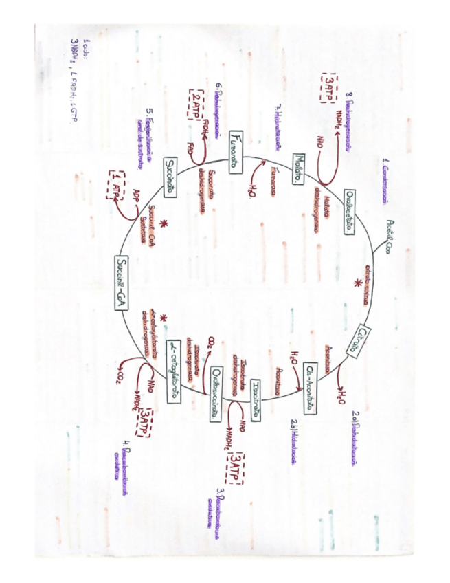 Miniatura del documento Esquema-Ciclo-de-Krebs-para-Examen.pdf