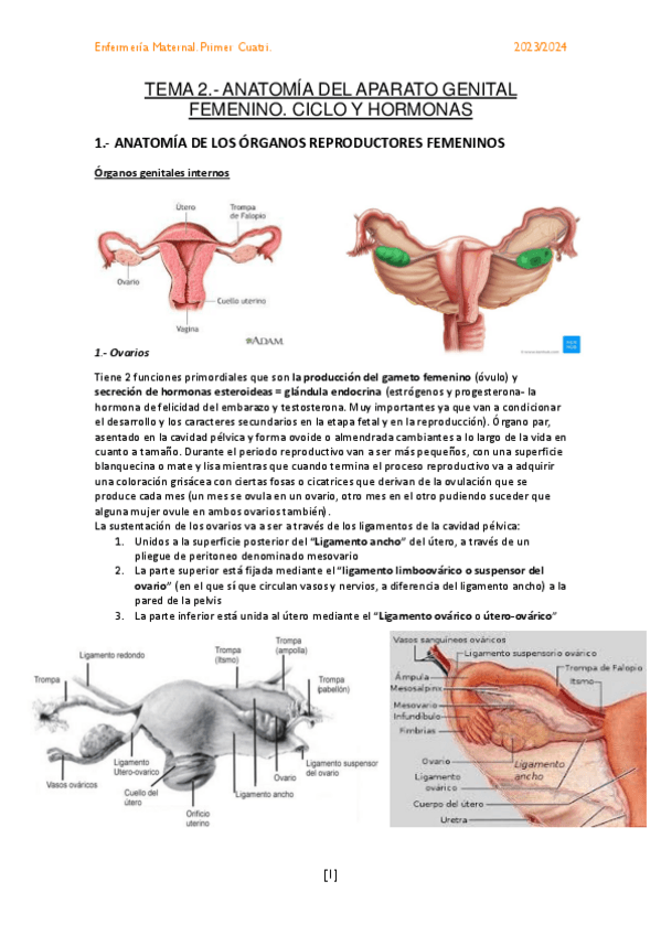 Miniatura del documento TEMA-2.-ANATOMIA-DEL-APARATO-GENITAL-FEMENINO.pdf