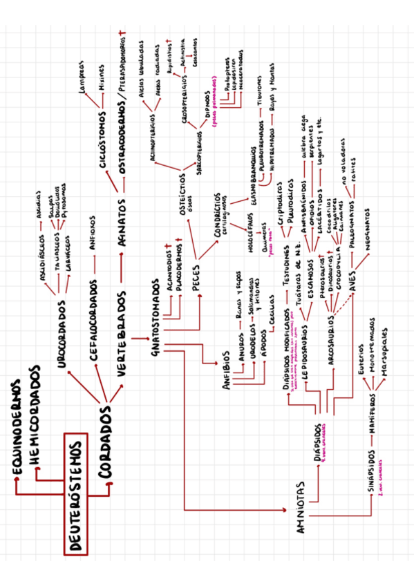 Miniatura del documento ESQUEMACLASIFVERTEBRADOS.pdf.pdf