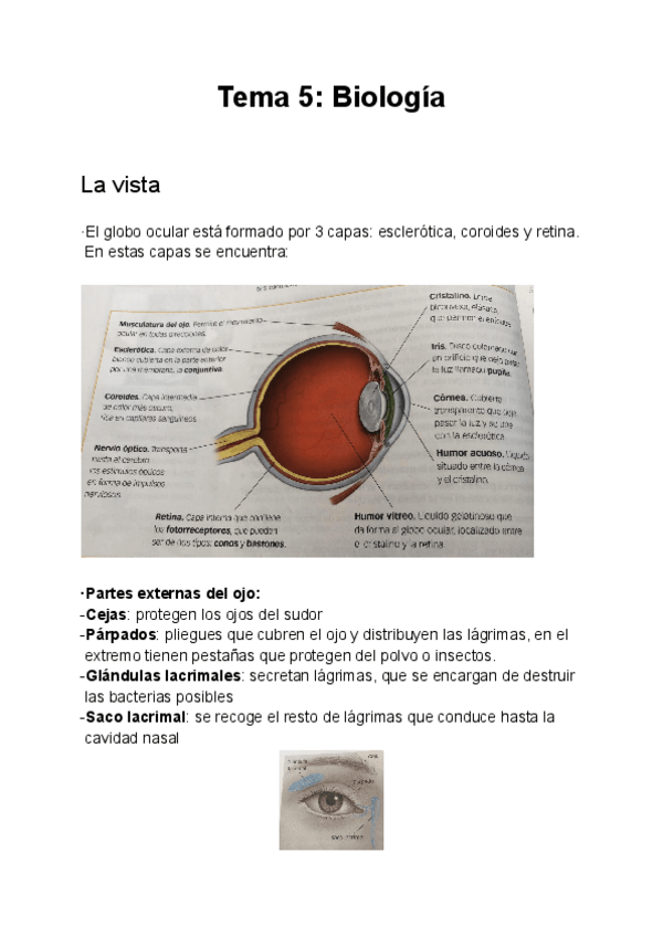 Miniatura del documento El-oido-la-vista-y-el-sistema-nervioso.pdf