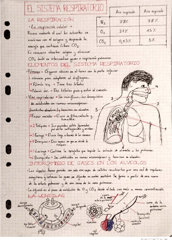 Miniatura del documento El-sistema-respiratorio-y-excretor.pdf