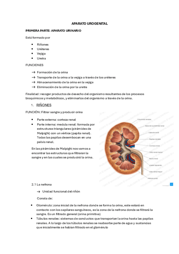 Miniatura del documento UROGENITAL.pdf
