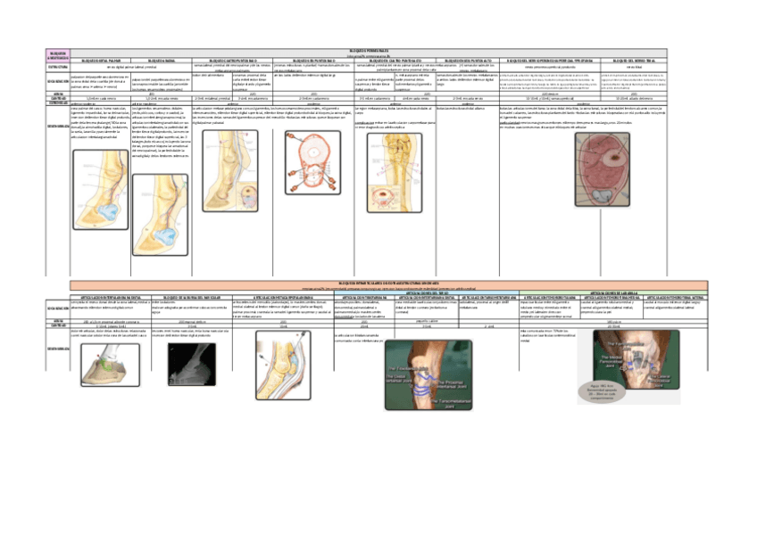 Miniatura del documento BLOQUEOS-ANESTESICOS-Tabla-resumen.pdf