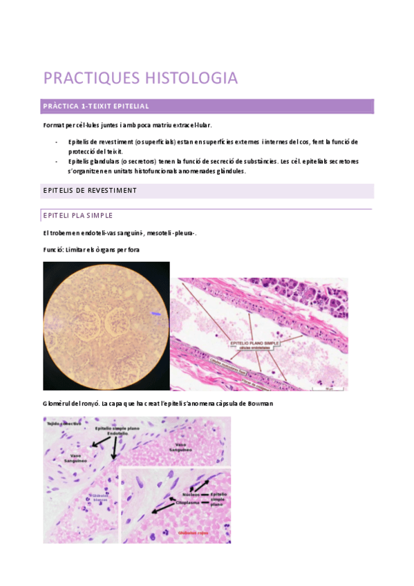 Miniatura del documento Practiques-histologia.pdf
