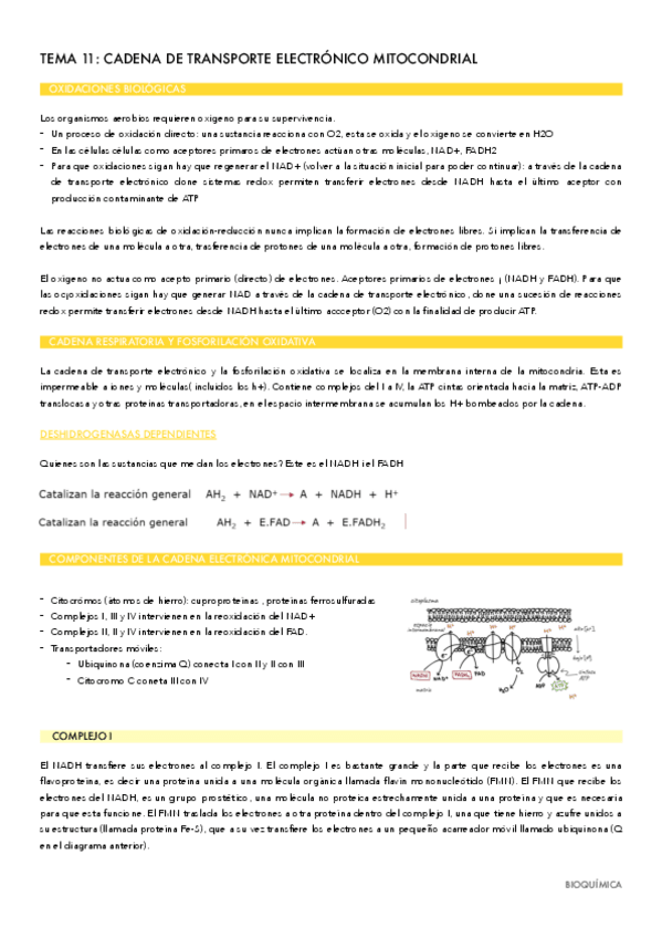 Miniatura del documento TEMA-11.pdf