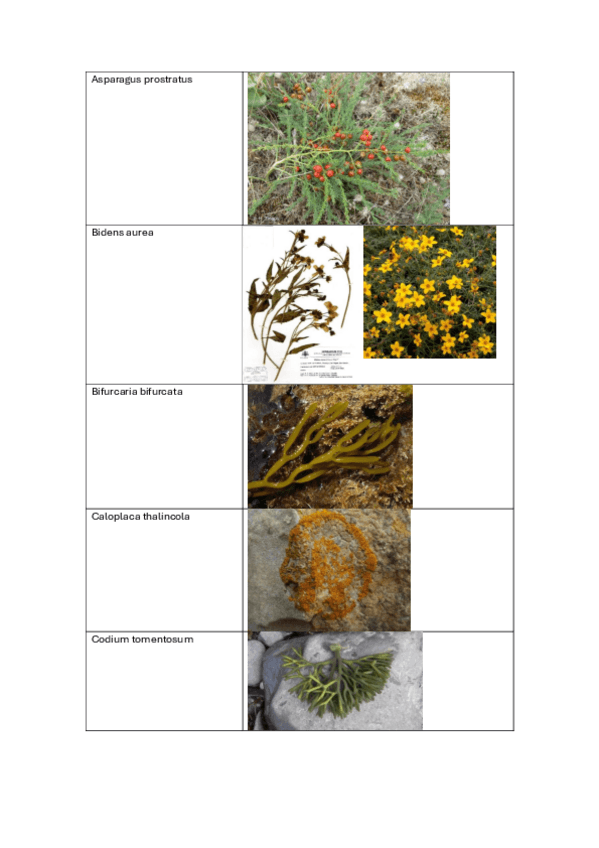 Miniatura del documento Visu-botanica.pdf