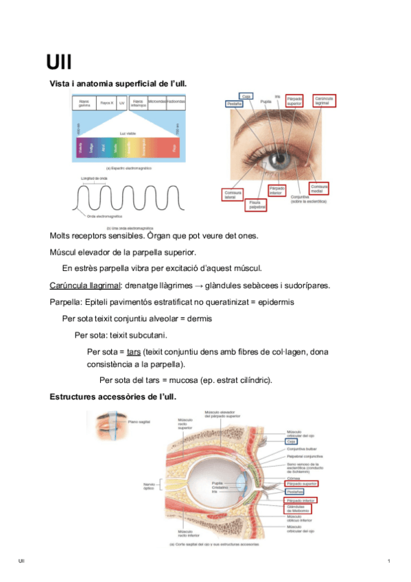 Miniatura del documento Ull.pdf