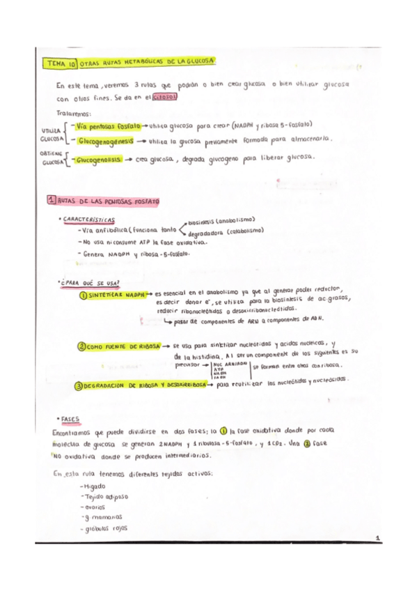 Miniatura del documento Tema-10-Ruta-pentosas-fosfato-glucogenogenesis-glucogenolisis.pdf