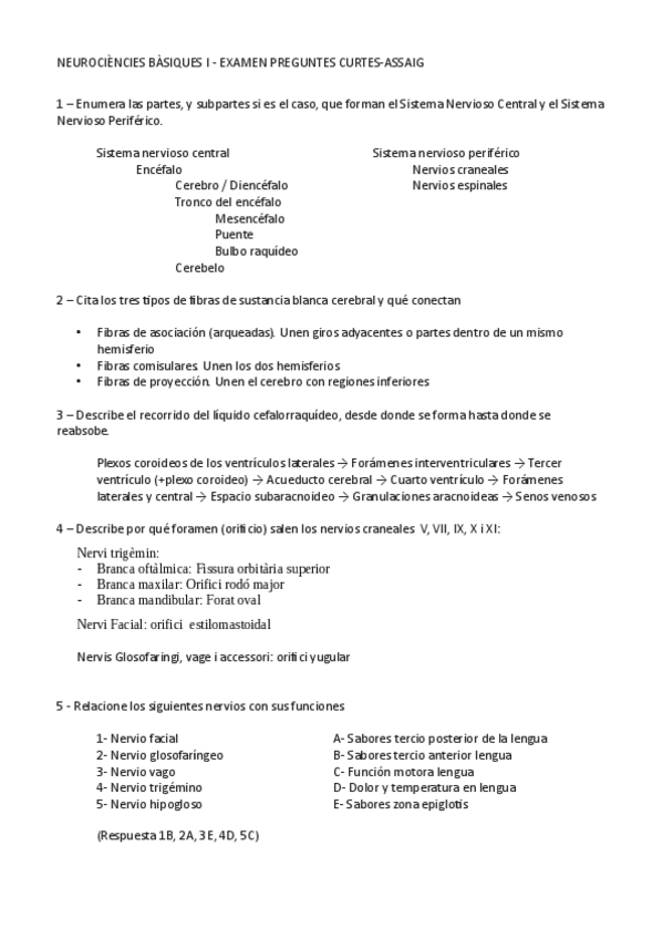 Miniatura del documento Assaig-NEUROANATO-1o-med-upf-23-24.pdf