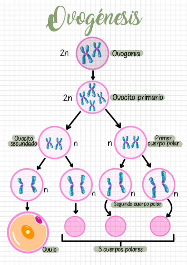 Miniatura del documento Ovogenesis-y-Espermatogenesis.pdf