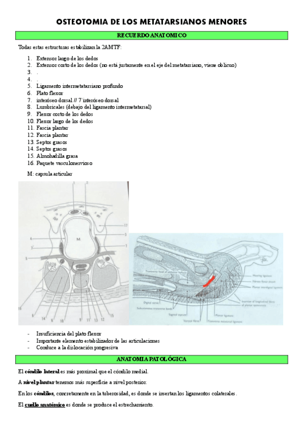 Miniatura del documento TEMA-12-OSTEOTOMIA-DEDOS-MENORES-CIRUGIA-II.pdf