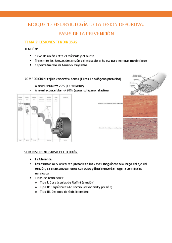 Miniatura del documento DEPORTIVA-TEMA-2.pdf