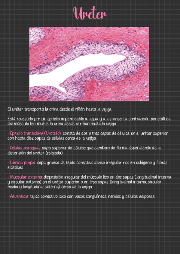 Miniatura del documento Ureter.pdf
