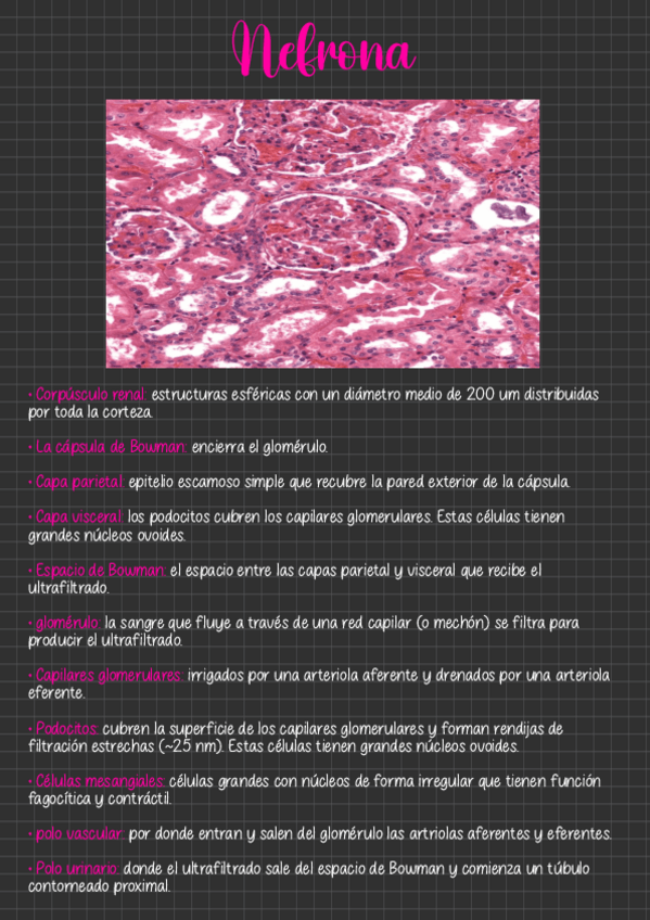 Miniatura del documento Nefrona.pdf