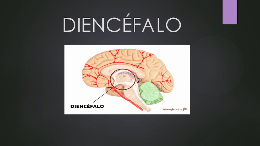 Miniatura del documento Diencefalo.pdf