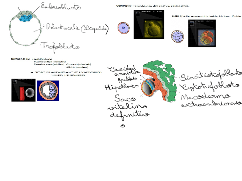 Miniatura del documento REPASO-ANATOMIA.pdf