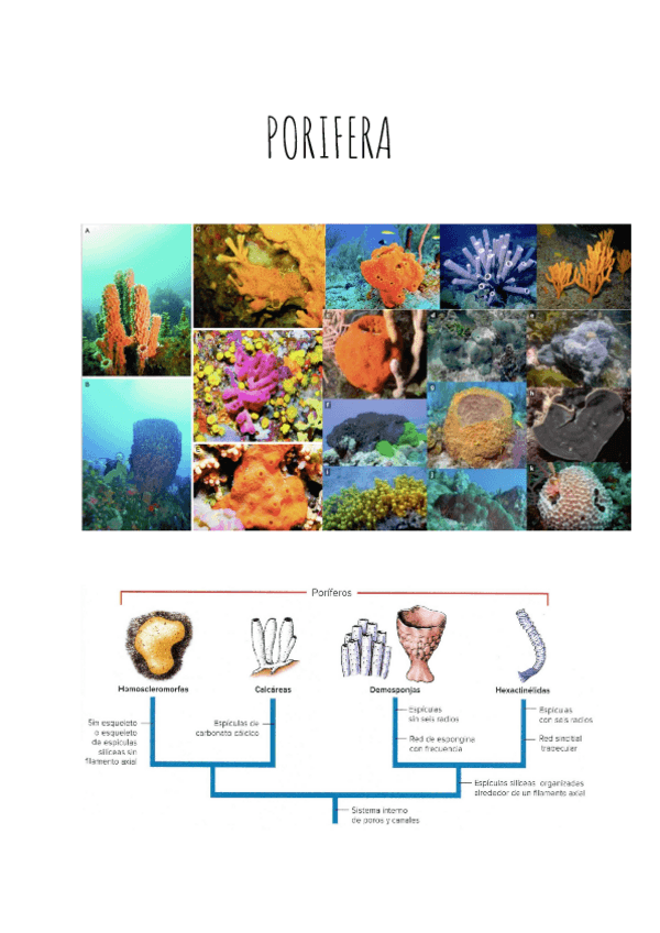 Miniatura del documento APUNTES-PORIFERA.pdf