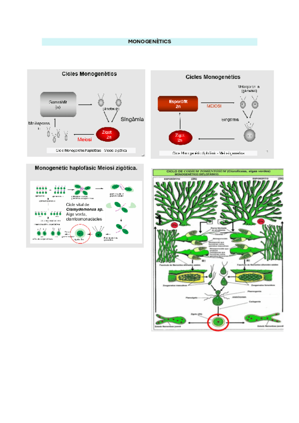 Miniatura del documento Tots els cicles de botanica.pdf