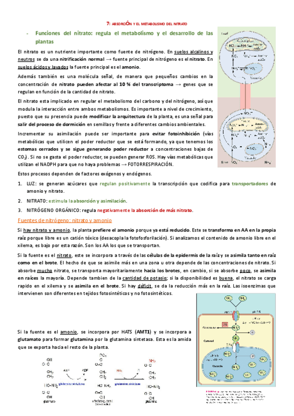 Miniatura del documento T7.-ABSORCIO-I-METABOLISME-DEL-NITRAT-.docx.pdf