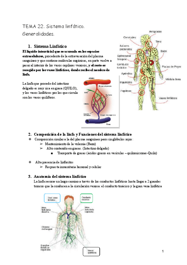 Miniatura del documento TEMA-22-Sistema-linfatico-anato.pdf