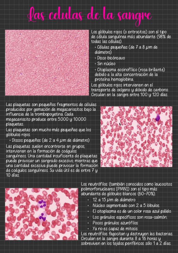 Miniatura del documento Las-celulas-de-la-sangre.pdf