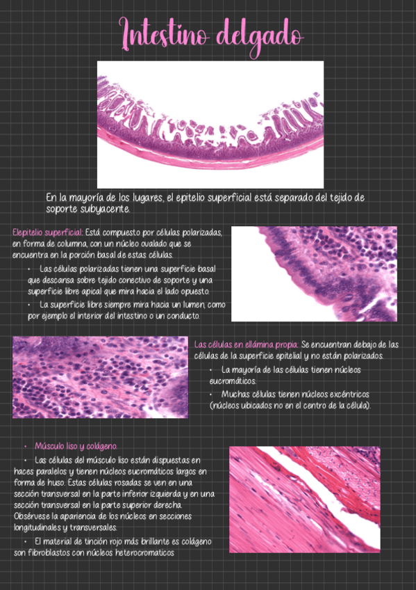 Miniatura del documento Intestino-delgado.pdf