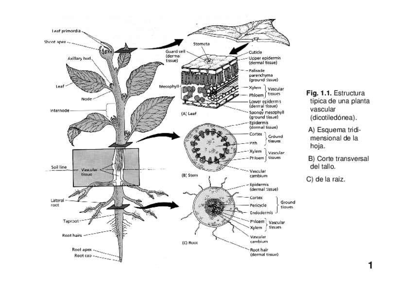 Miniatura del documento histol3.pdf
