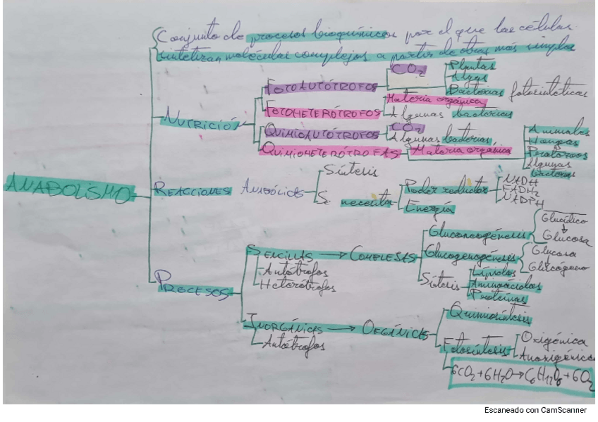 Miniatura del documento Esquemas-anabolismo.pdf