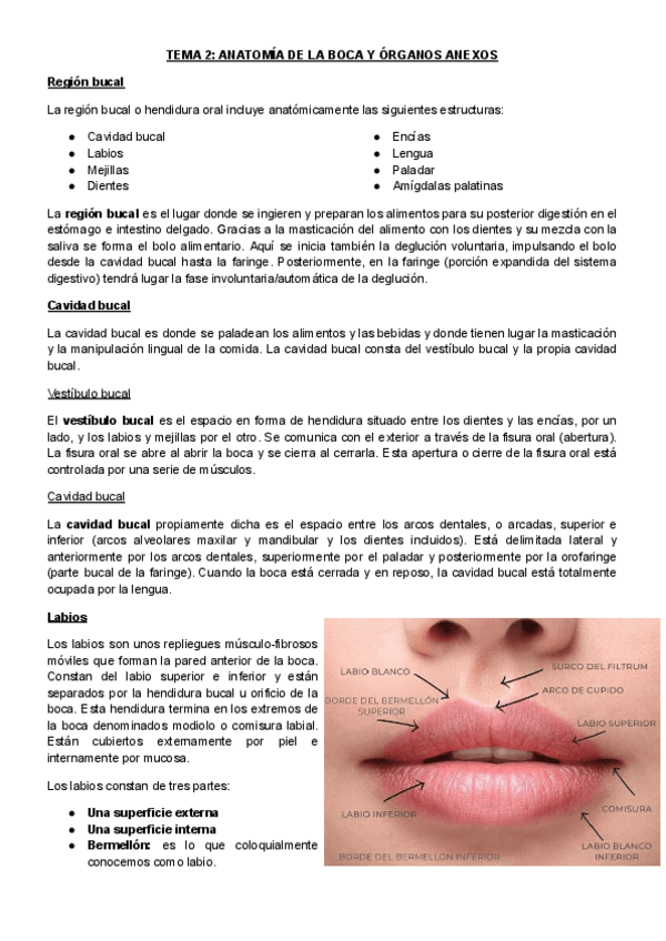 Miniatura del documento T2Anatomia-de-la-boca-y-organos-anexos.pdf