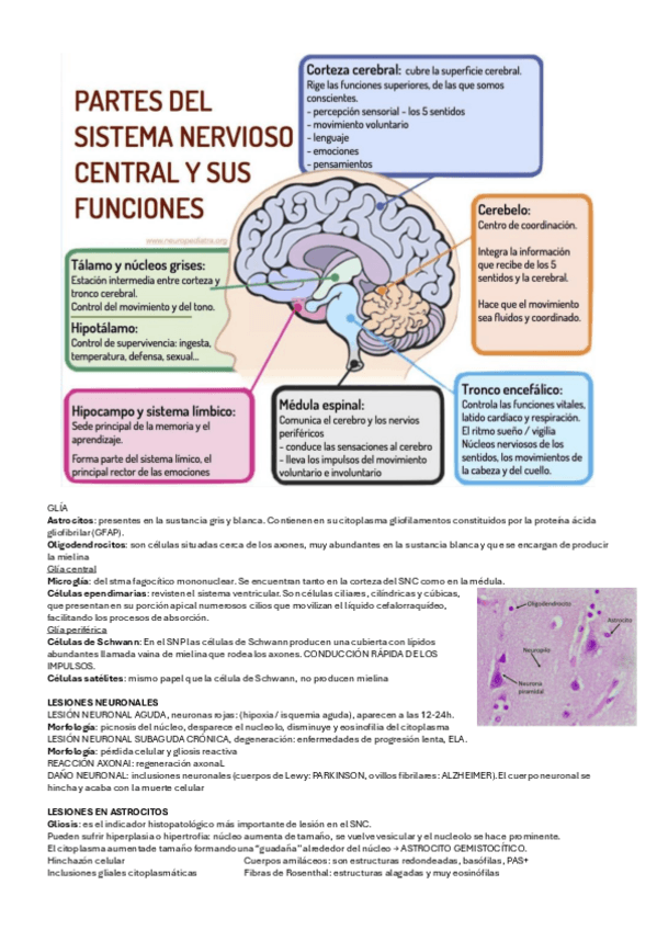 Miniatura del documento SNC.pdf