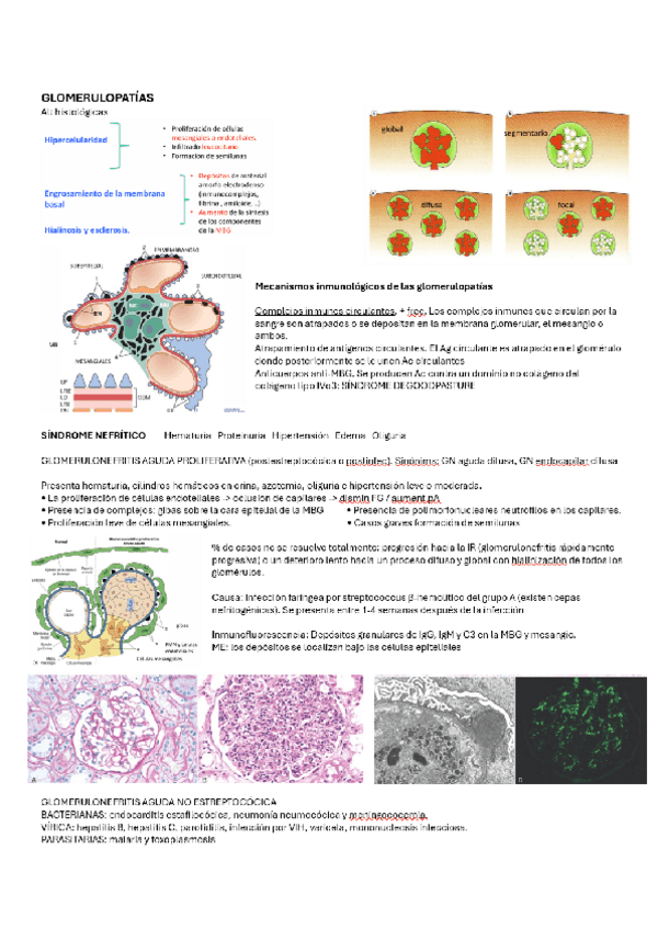 Miniatura del documento GLOMERULOPATIAS.pdf