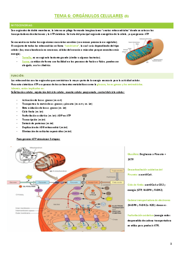 Miniatura del documento Tema-6-biologia-B.pdf