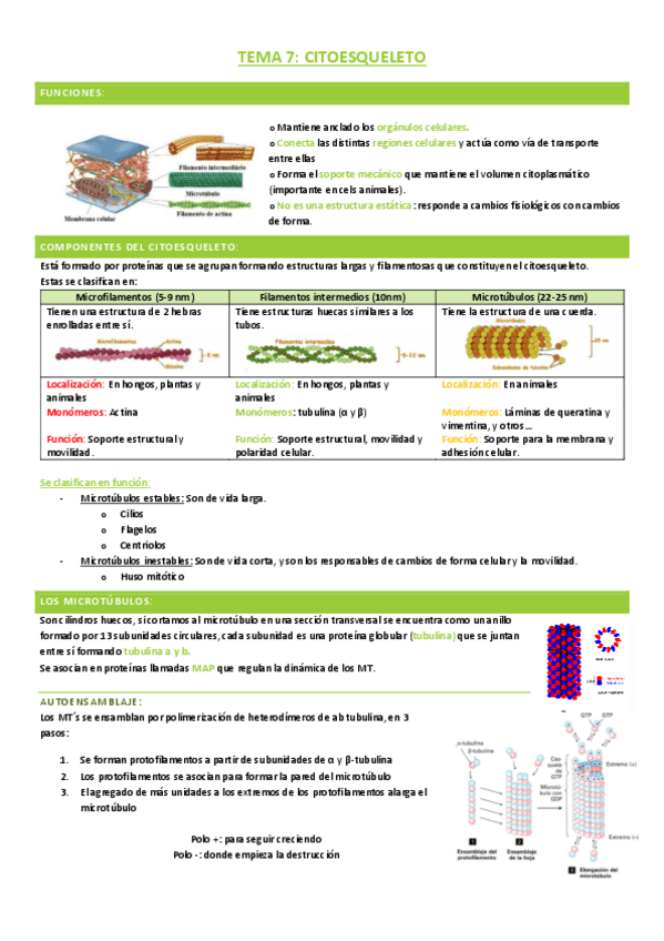 Miniatura del documento Tema-7-biologia.pdf