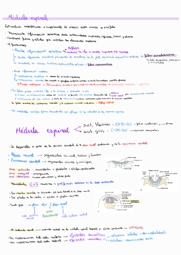 Miniatura del documento Medula-y-encefalo.pdf