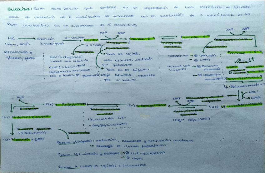 Miniatura del documento Resumen-Metabolismo.pdf