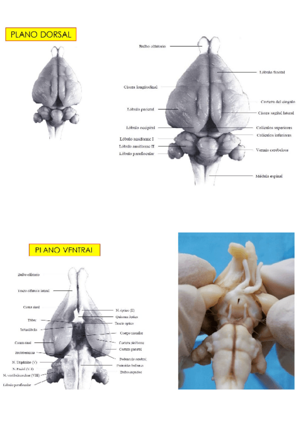 Miniatura del documento Practica-dos.pdf