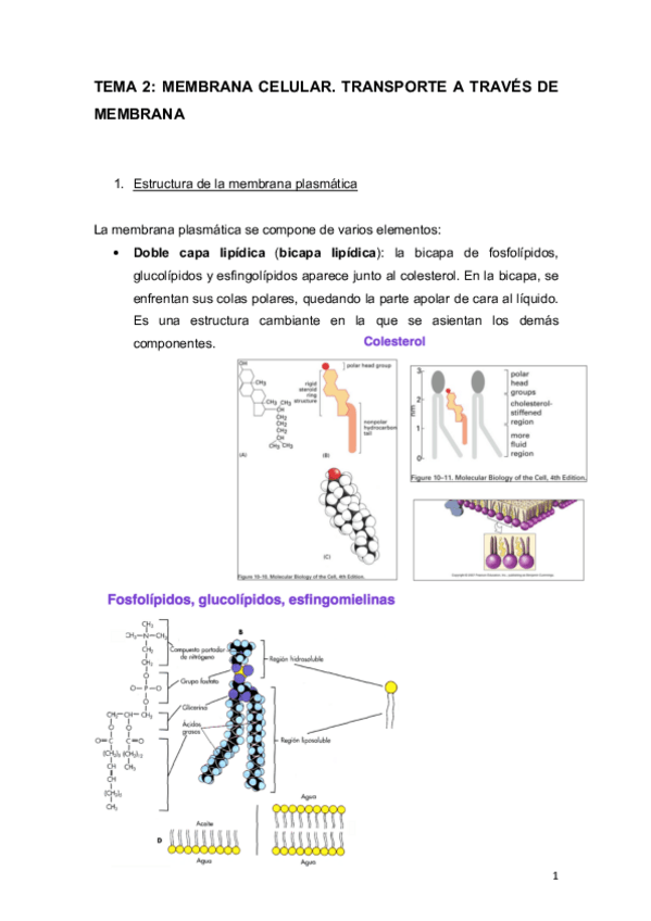 Miniatura del documento TEMA 2.pdf