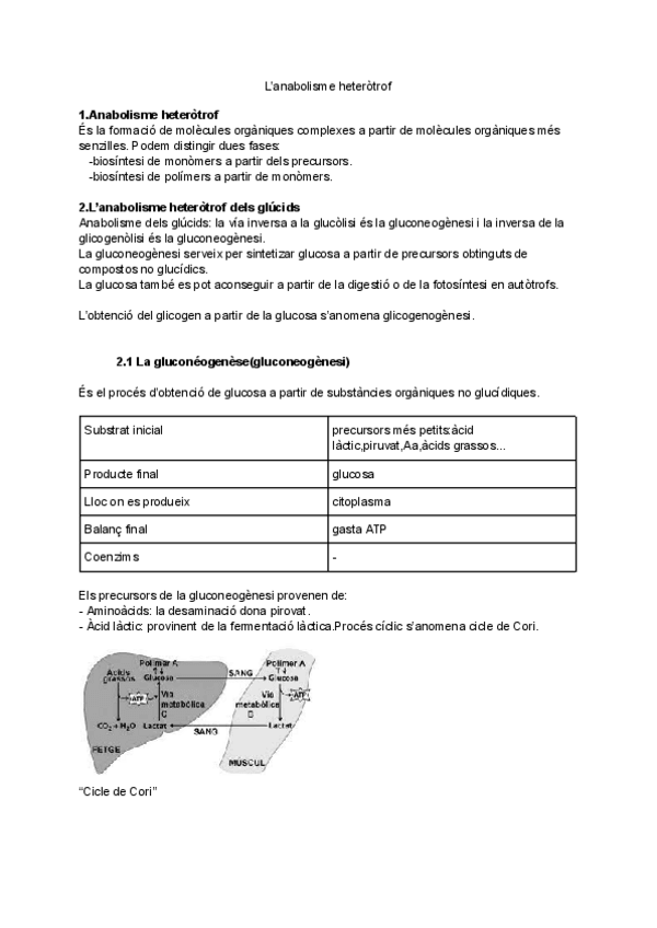 Miniatura del documento Anabolisme-heterotrof.pdf