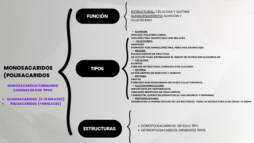 Miniatura del documento ESQUEMA-TEMA-3-POLISACARIDOS.pdf