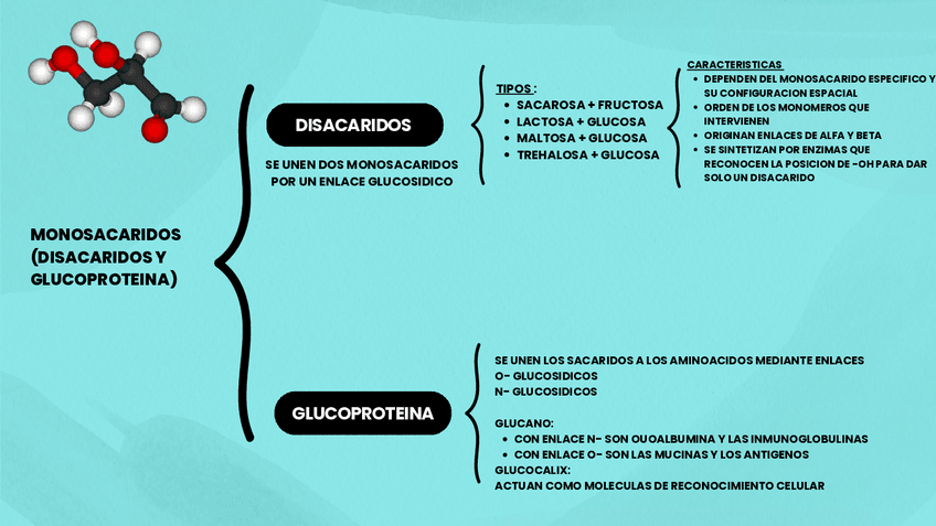 Miniatura del documento ESQUEMA-3-DISACARIDO-Y-GLUCOPROTEINA.pdf