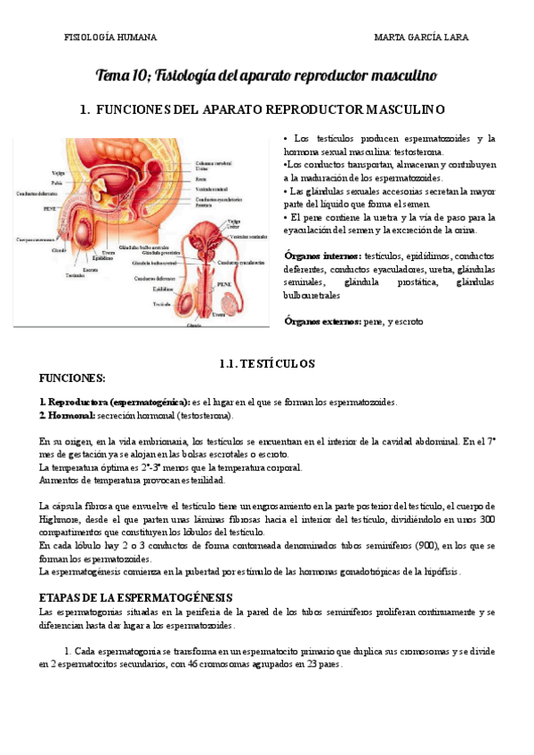 Miniatura del documento Tema-10-Fisiologia-del-aparato-reproductor-masculino.pdf
