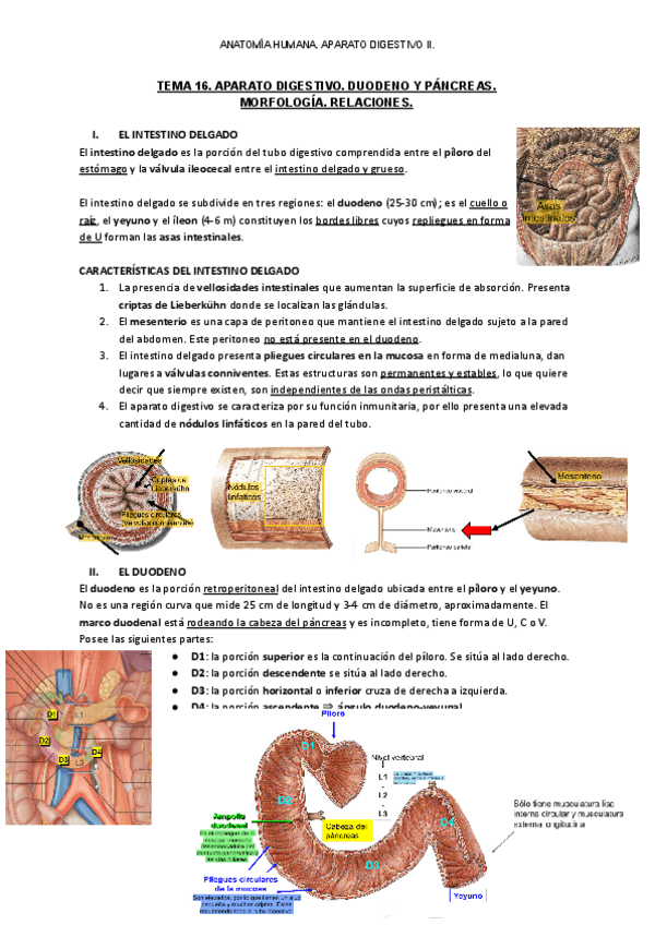Miniatura del documento ANATOMIA-HUMANA.-APARATO-DIGESTIVO-IIA..pdf