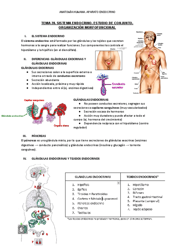 Miniatura del documento ANATOMIA-HUMANA.-APARATO-ENDOCRINO.pdf