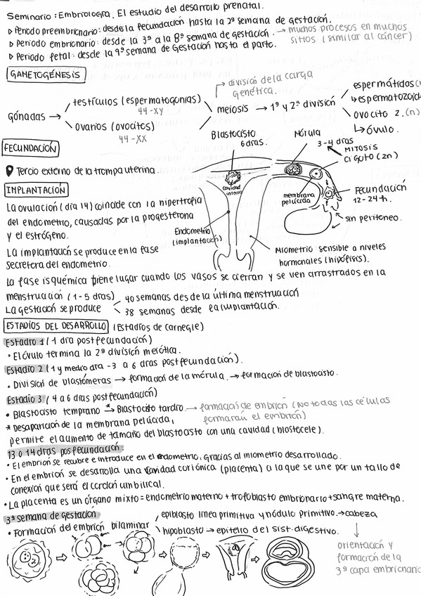 Miniatura del documento ANATOMIA-HUMANA.-EMBRIOLOGIA.pdf