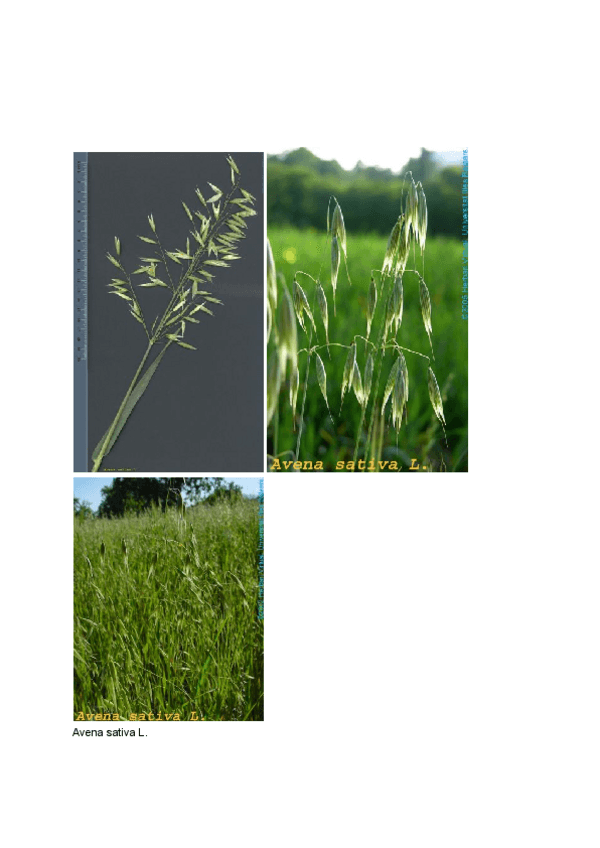 Miniatura del documento VISU-PASCI-graminies.pdf