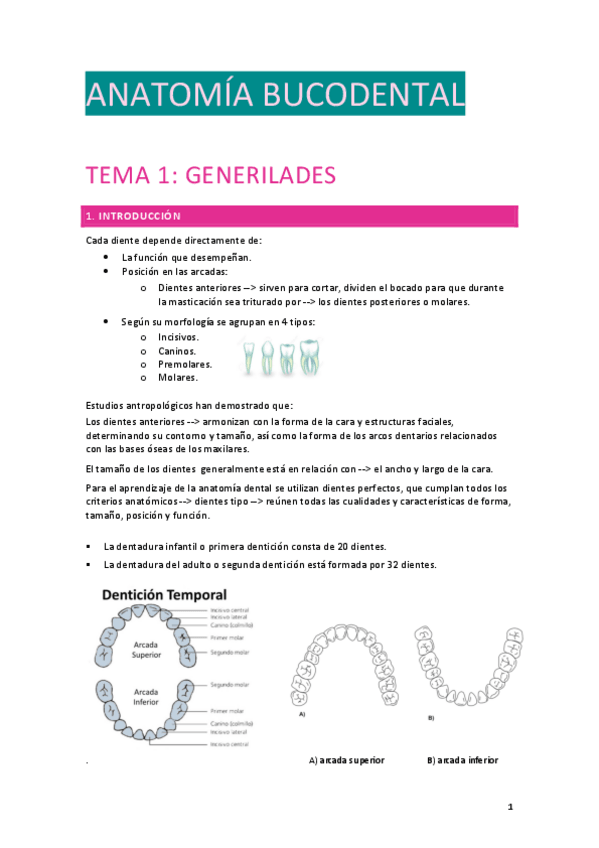 Miniatura del documento APUNTES-ANATOMIA-BUCODENTAL-Y-II.pdf