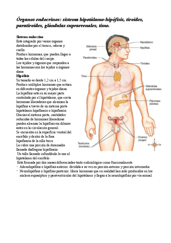 Miniatura del documento apuntes-tema-25-organos-endocrinos.pdf