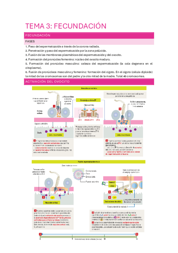 Miniatura del documento TEMA-3-EMBRIO.pdf